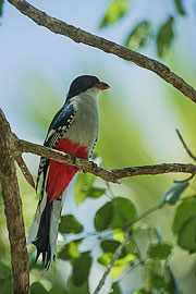 Picture 'Cub1_2_05399 Cuban Trogon, Tocororo, Cuba'